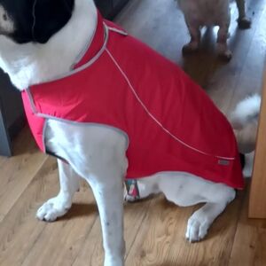 Red Dog Jacket